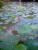 Waterlilies 7